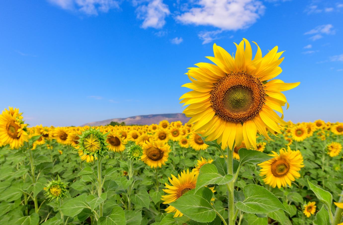 Polje suncokreta u punom cvatu pod vedrim nebom
